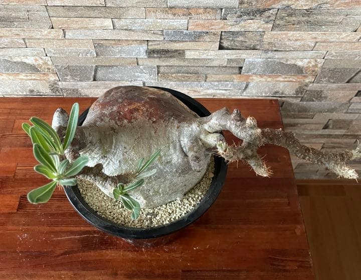 人気種　パキポディウム　グラキリス　  塊根植物　コーデックス