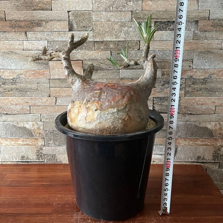 人気種　パキポディウム　グラキリス　  塊根植物　コーデックス