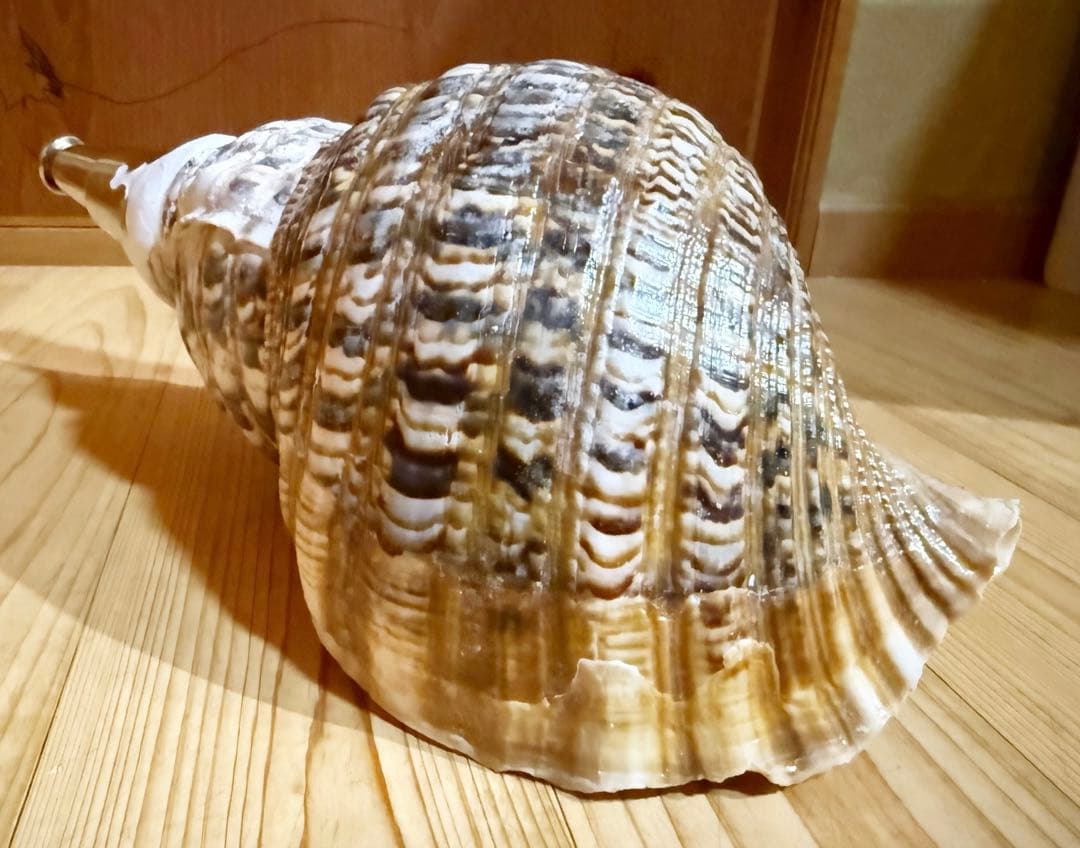 修験道法螺貝　肉厚37.5㎝　山伏　密教　魔除け　熊よけ❣️ホラガイ　ほら貝