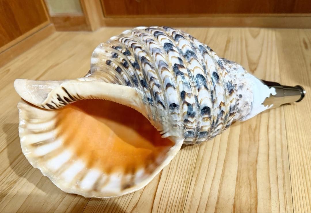 修験道法螺貝　肉厚37.5㎝　山伏　密教　魔除け　熊よけ❣️ホラガイ　ほら貝