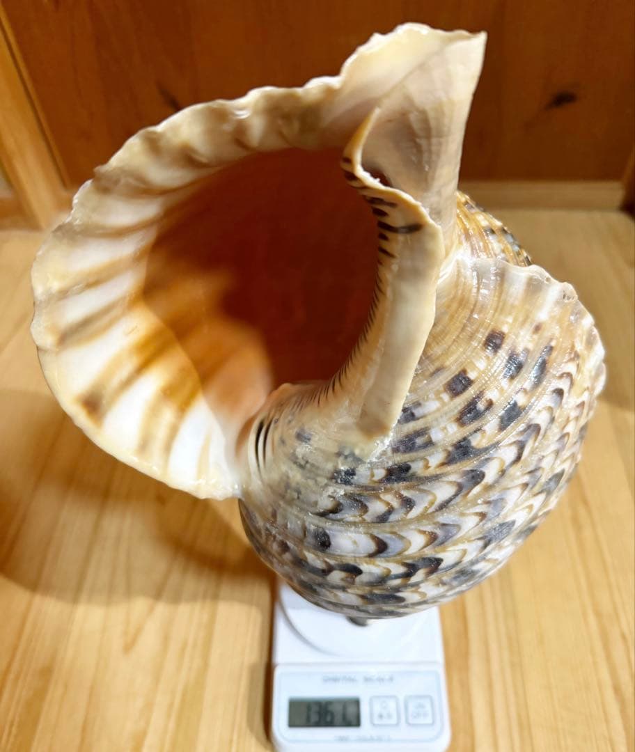 修験道法螺貝　肉厚37.5㎝　山伏　密教　魔除け　熊よけ❣️ホラガイ　ほら貝