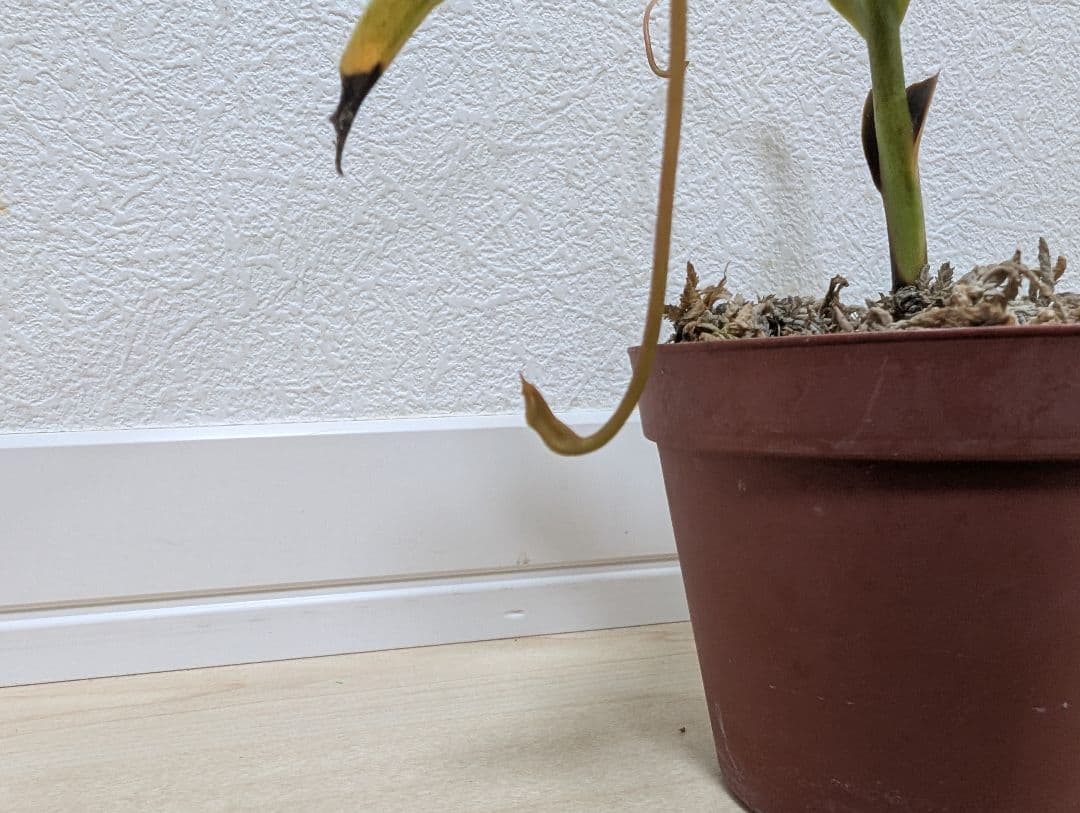 N. Ventricosaネペンテス ベントリコーサ