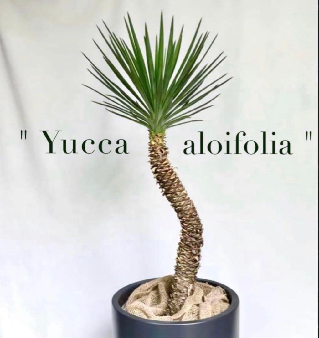 \"Yucca aloifolia \"ユッカアロイフォリアドライガーデン ユッカ