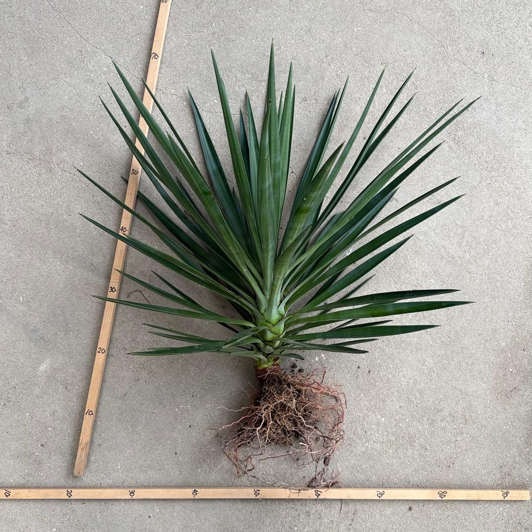 \"Yucca aloifolia \"ユッカアロイフォリアドライガーデン ユッカ
