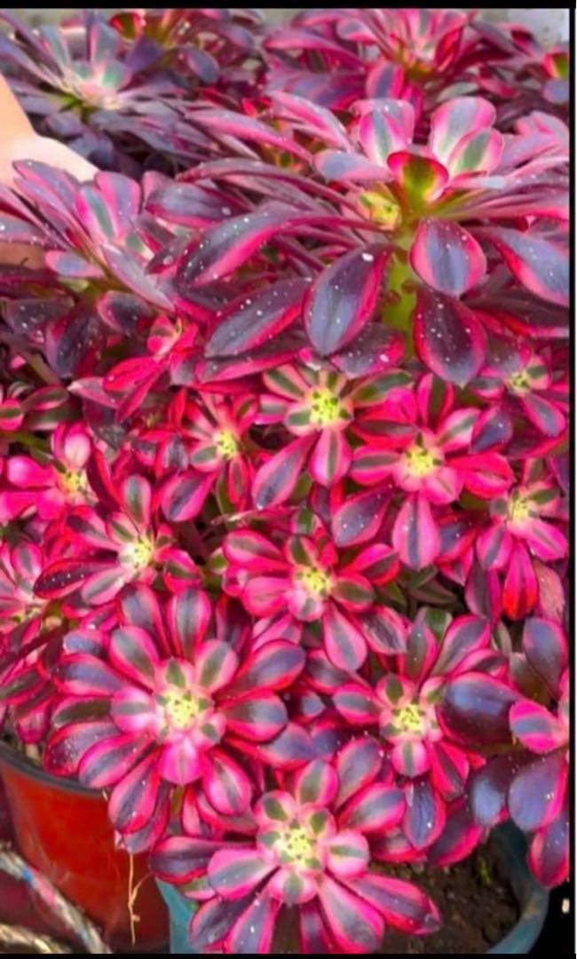 多肉植物アエオニウム錦❤️ シャネル❤️