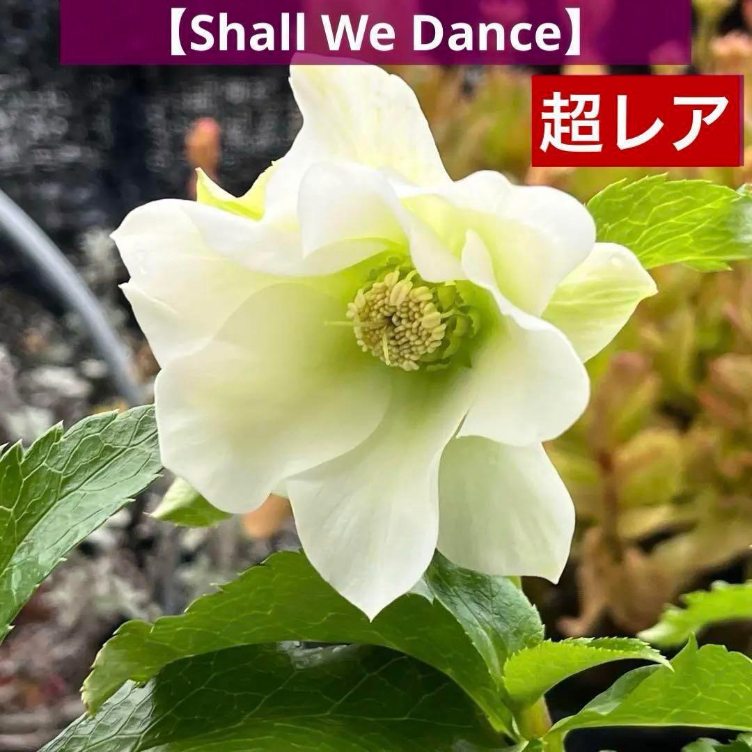 の*ん様 3575☘️超レア☘️⭐️Shall We Dance⭐️若泉ファーム