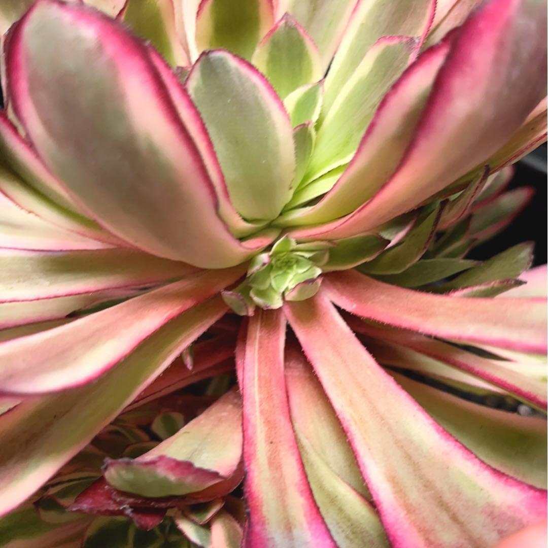 20#多肉植物アエオニウム錦❤️カルミン*エメラルド❤️1大頭8つ子芽22cm拔き苗