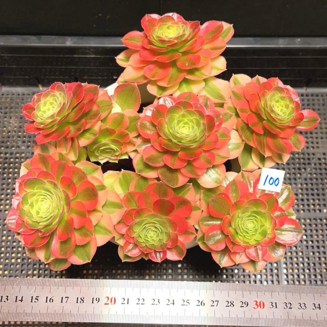 100#多肉植物アエオニウム錦❤️青マンゴー❤️ミルクホワイト錦❤️7頭24cm拔キ苗