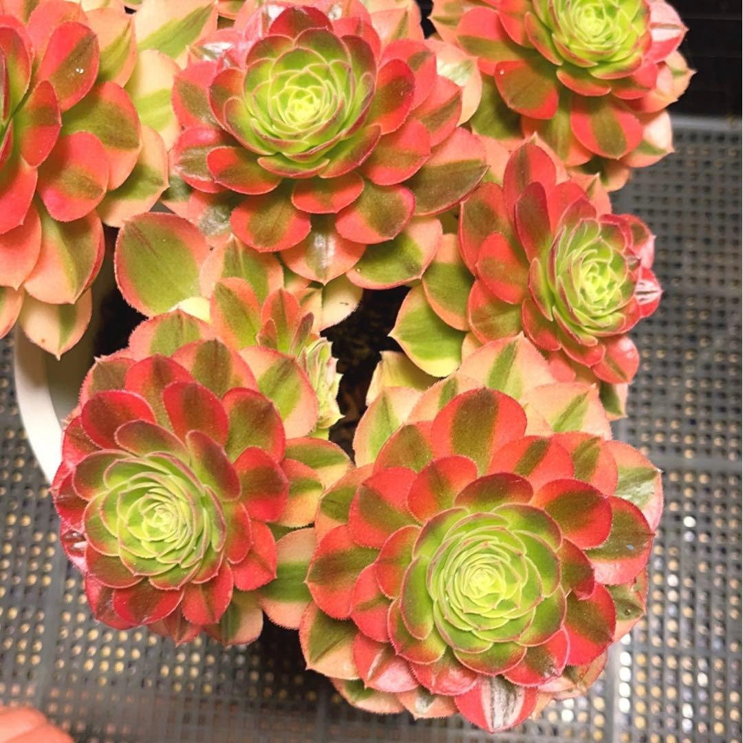 100#多肉植物アエオニウム錦❤️青マンゴー❤️ミルクホワイト錦❤️7頭24cm拔キ苗