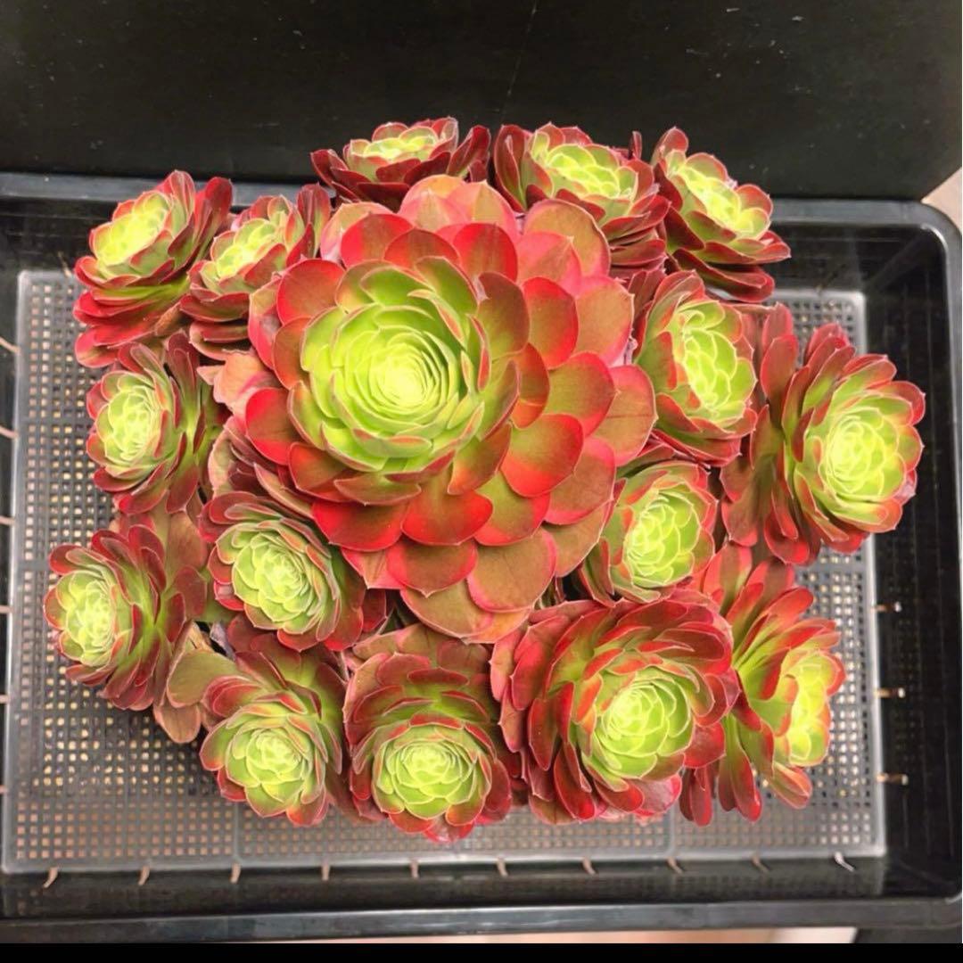 100#多肉植物アエオニウム錦❤️青マンゴー❤️ミルクホワイト錦❤️7頭24cm拔キ苗