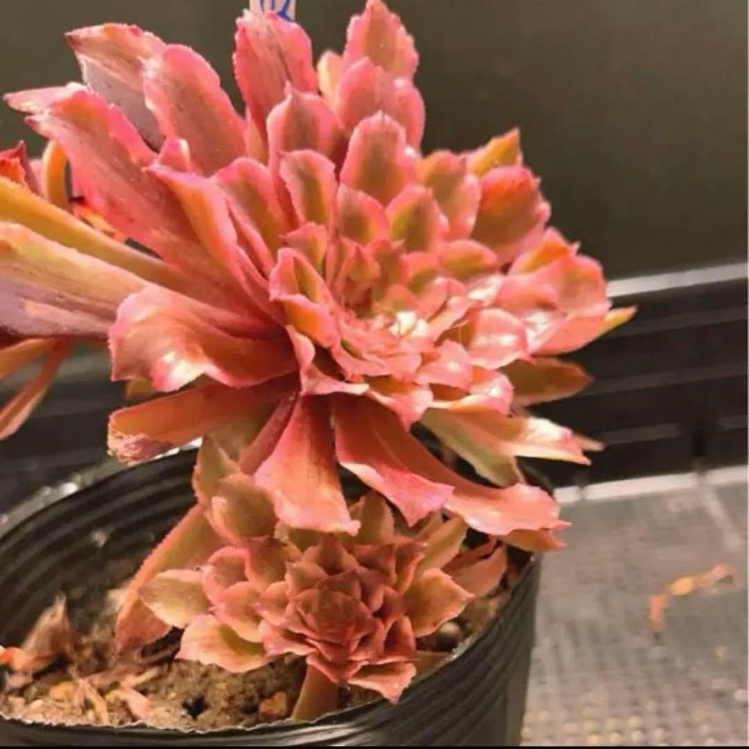 82#多肉植物アエオニウム錦❤️ 皺葉仙墨 ❤️1大頭5小頭14cm 鉢土付き出荷