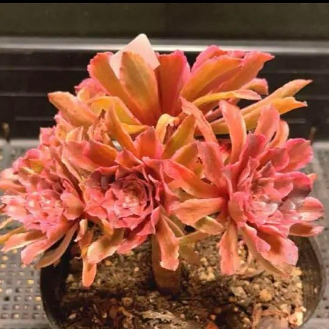 82#多肉植物アエオニウム錦❤️ 皺葉仙墨 ❤️1大頭5小頭14cm 鉢土付き出荷