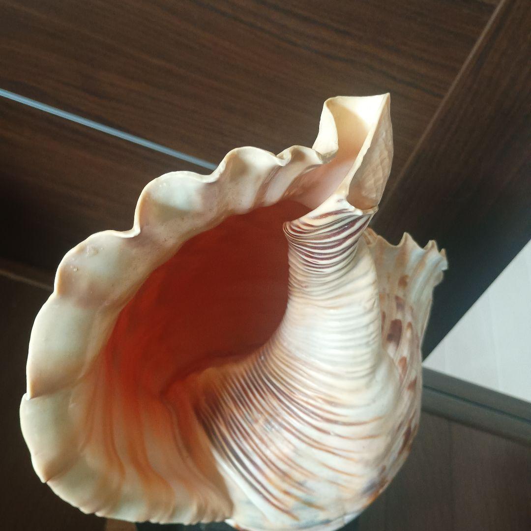 開*龍様 法螺貝 特大 42cm 1871.3Kg 超希少価値✨