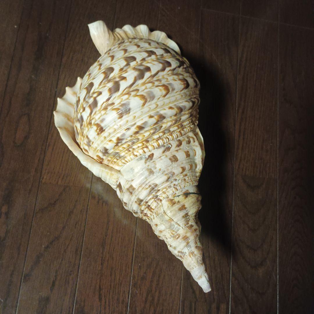 開*龍様 法螺貝 特大 42cm 1871.3Kg 超希少価値✨