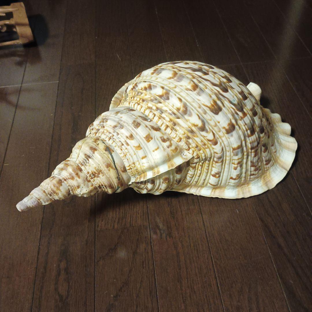 開*龍様 法螺貝 特大 42cm 1871.3Kg 超希少価値✨