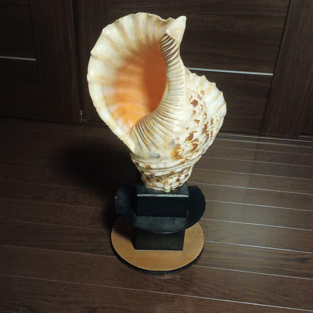 開*龍様 法螺貝 特大 42cm 1871.3Kg 超希少価値✨
