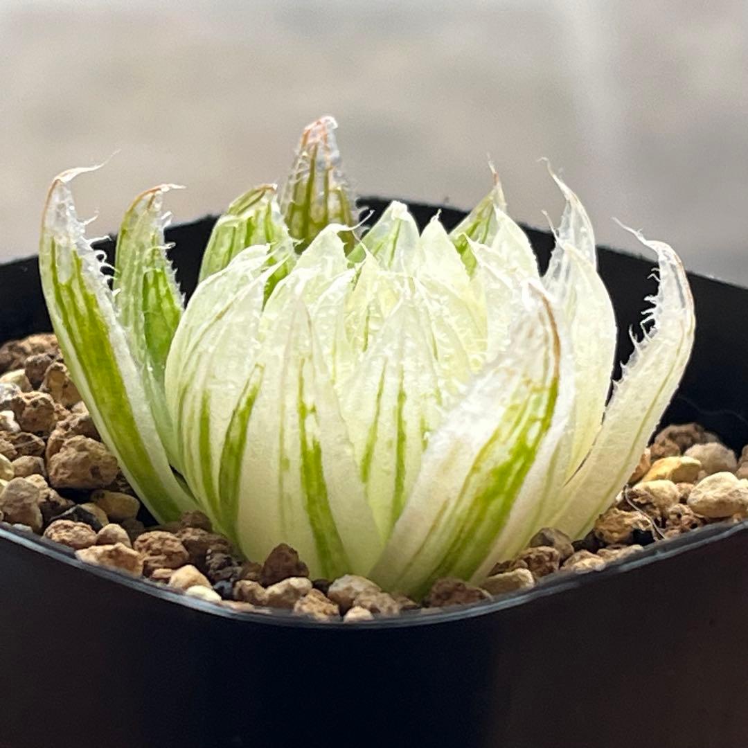ハオルチア エメラルドLED錦　糊斑