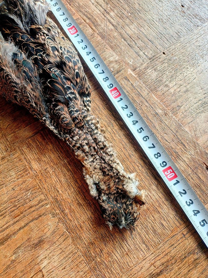 日本キジ(メス)ボディースキン 洗浄防腐処理済み フライマテリアル 約50cm