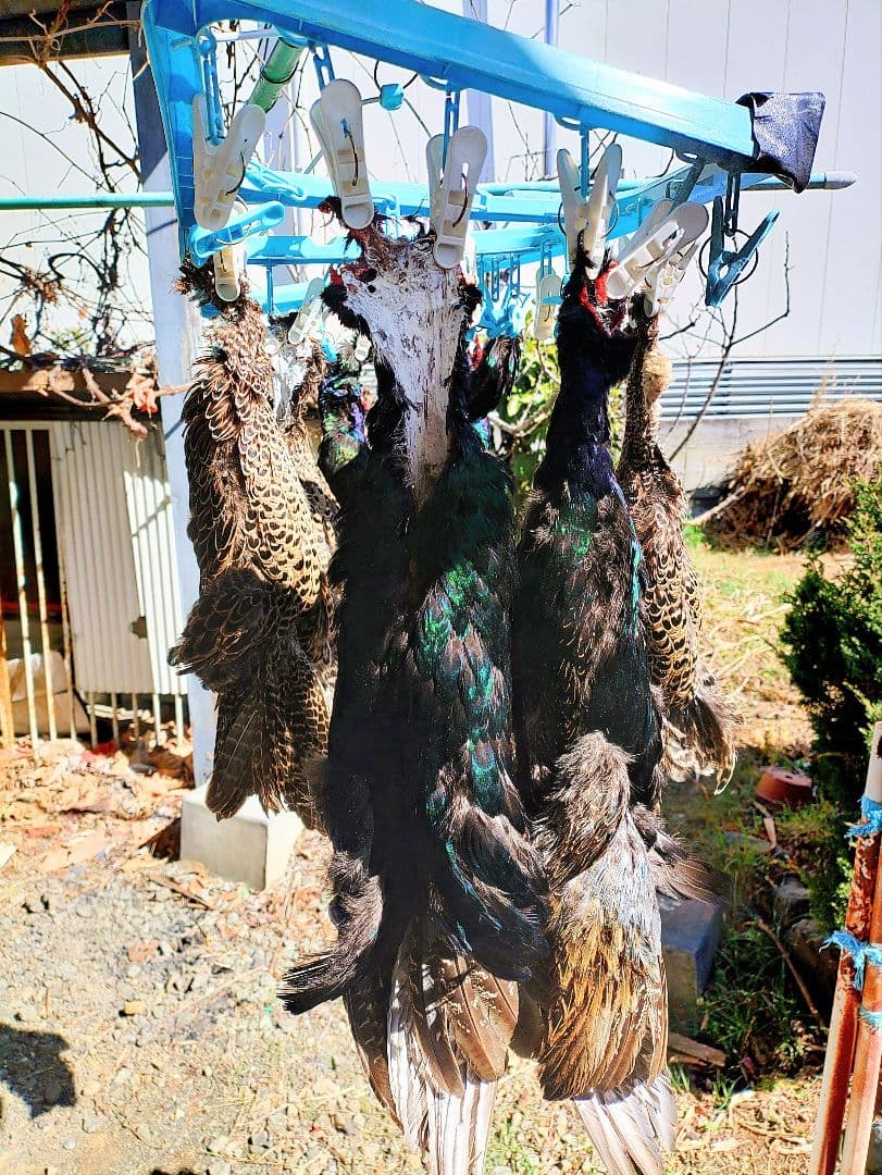 日本キジ(メス)ボディースキン 洗浄防腐処理済み フライマテリアル 約50cm