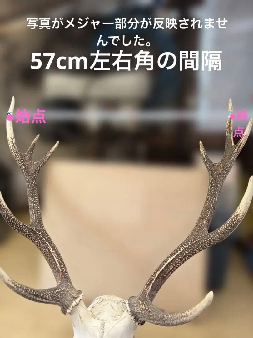 【1点もの] ハンティングトロフィー　鹿の角　頭蓋骨　日本鹿　スカル