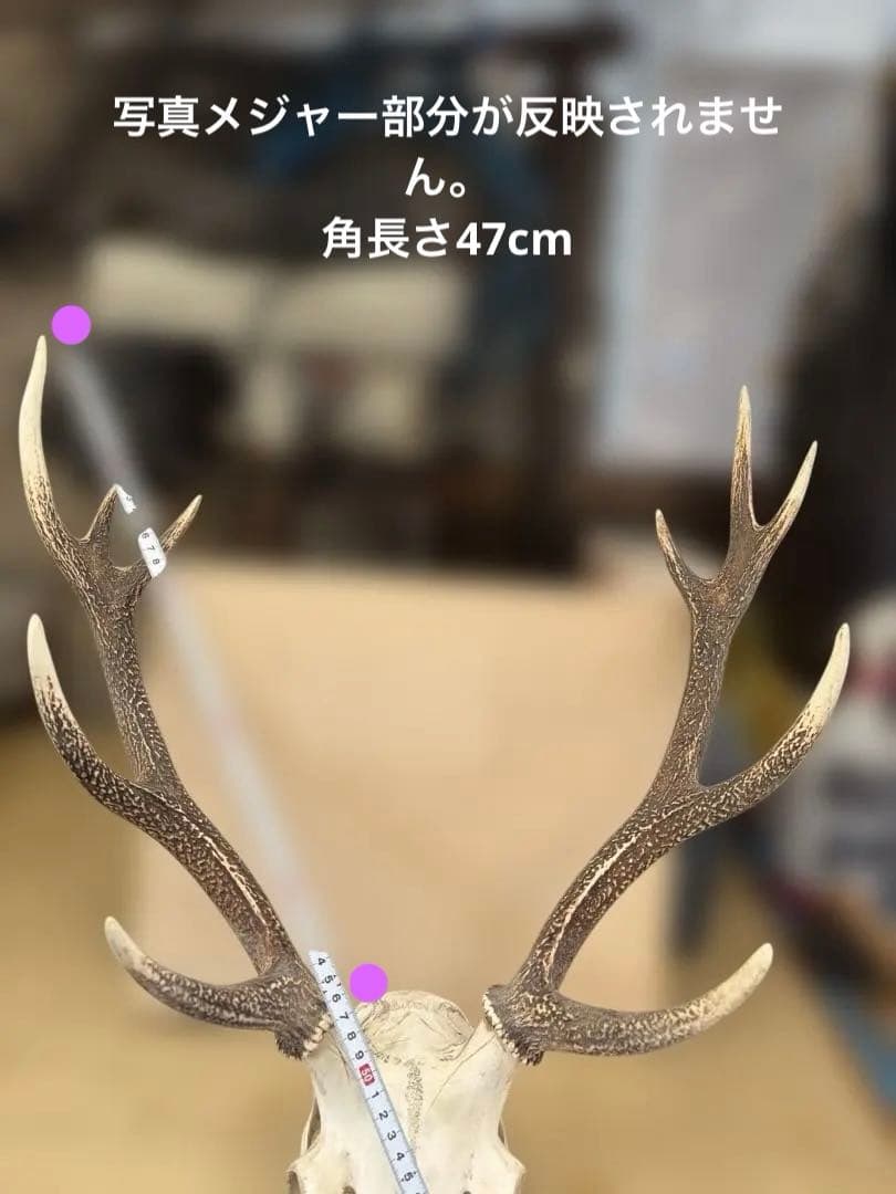 【1点もの] ハンティングトロフィー　鹿の角　頭蓋骨　日本鹿　スカル
