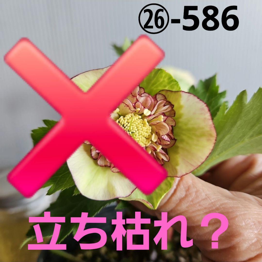 ㉖-586クリスマスローズ