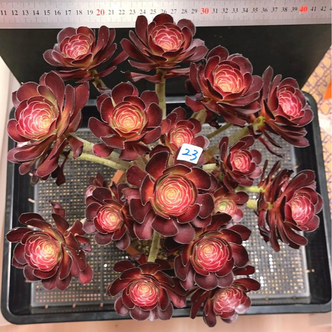 23#多肉植物アエオニウム❤️ 小さな黒豆 ❤️22頭34cm高36cm拨き苗