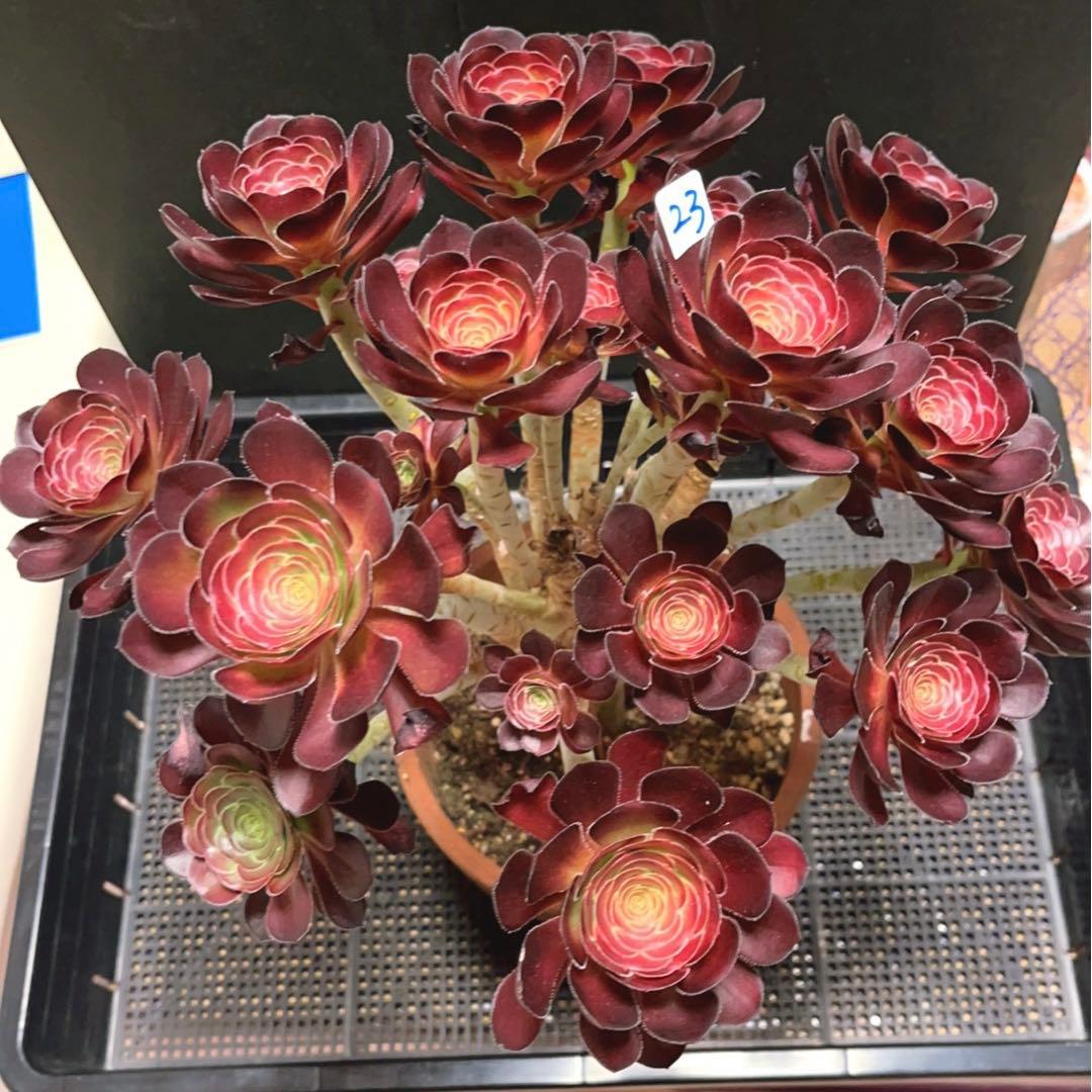 23#多肉植物アエオニウム❤️ 小さな黒豆 ❤️22頭34cm高36cm拨き苗