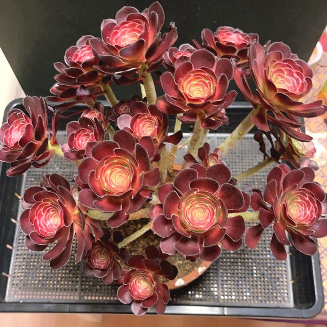 23#多肉植物アエオニウム❤️ 小さな黒豆 ❤️22頭34cm高36cm拨き苗