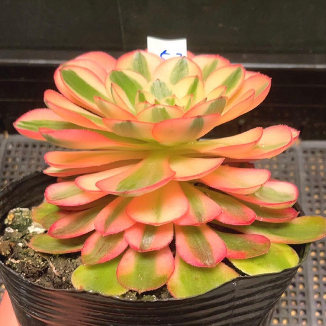 52#多肉植物アエオニウム錦❤️ヨンジャ錦❤️傾城錦❤️1大頭15cm拔き苗