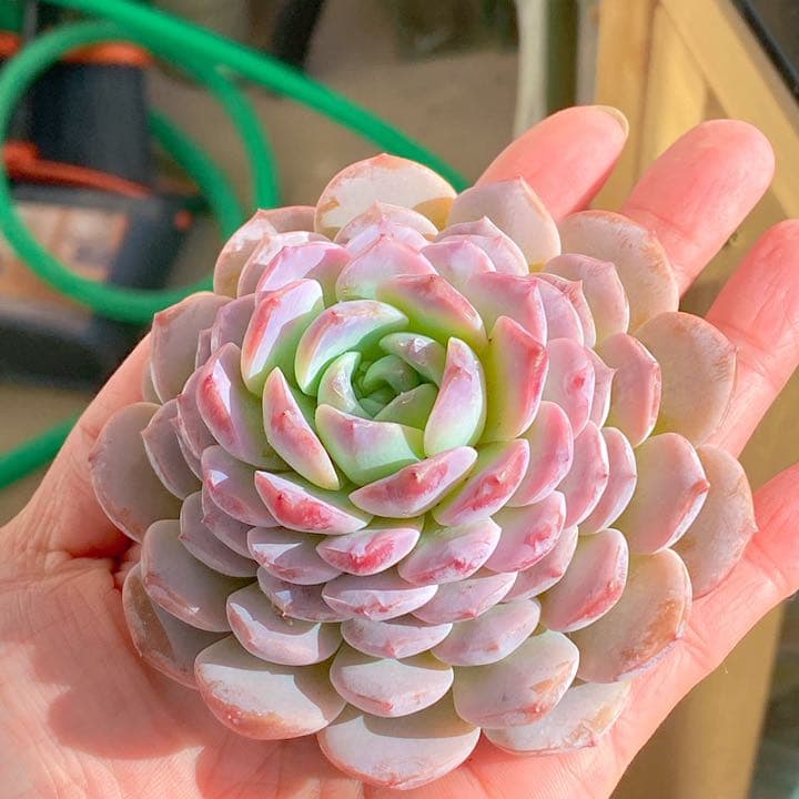 どでかサイズ　アメイジンググレース③