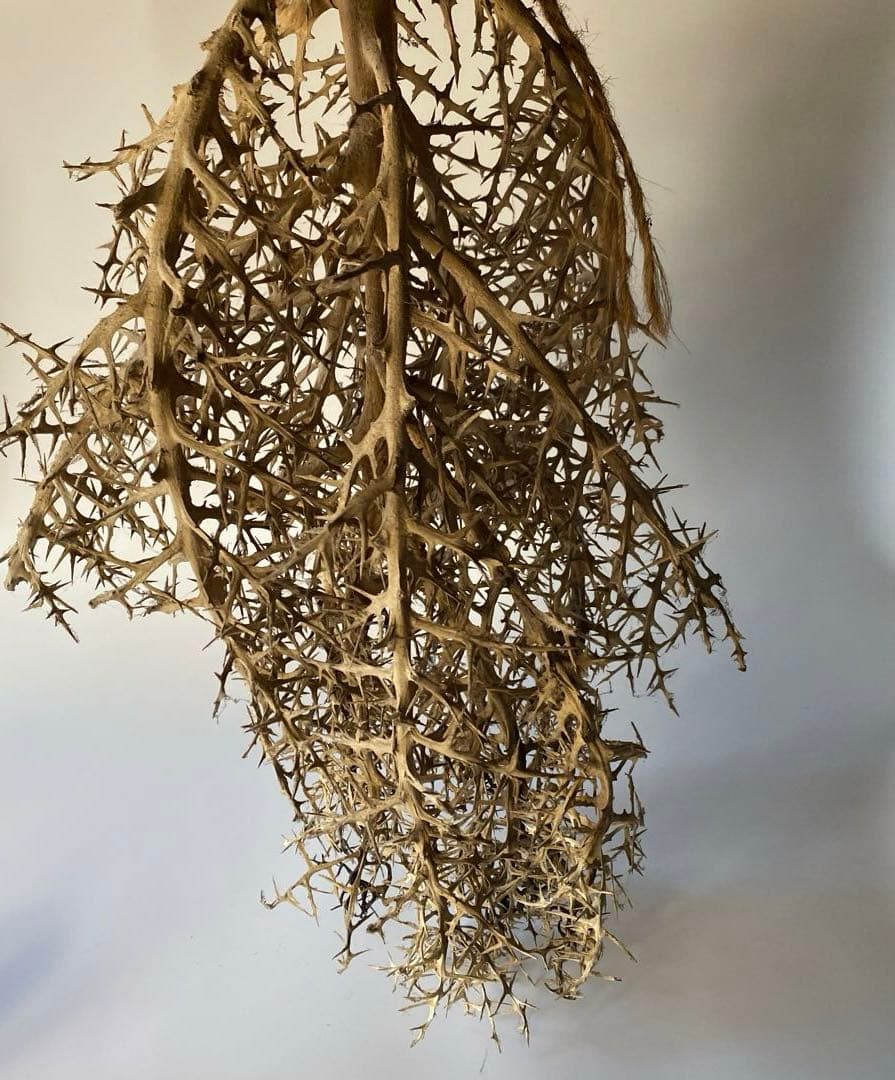 SOLSO FARM 植物 枯れ木 流木 オブジェ ユーフォルビア