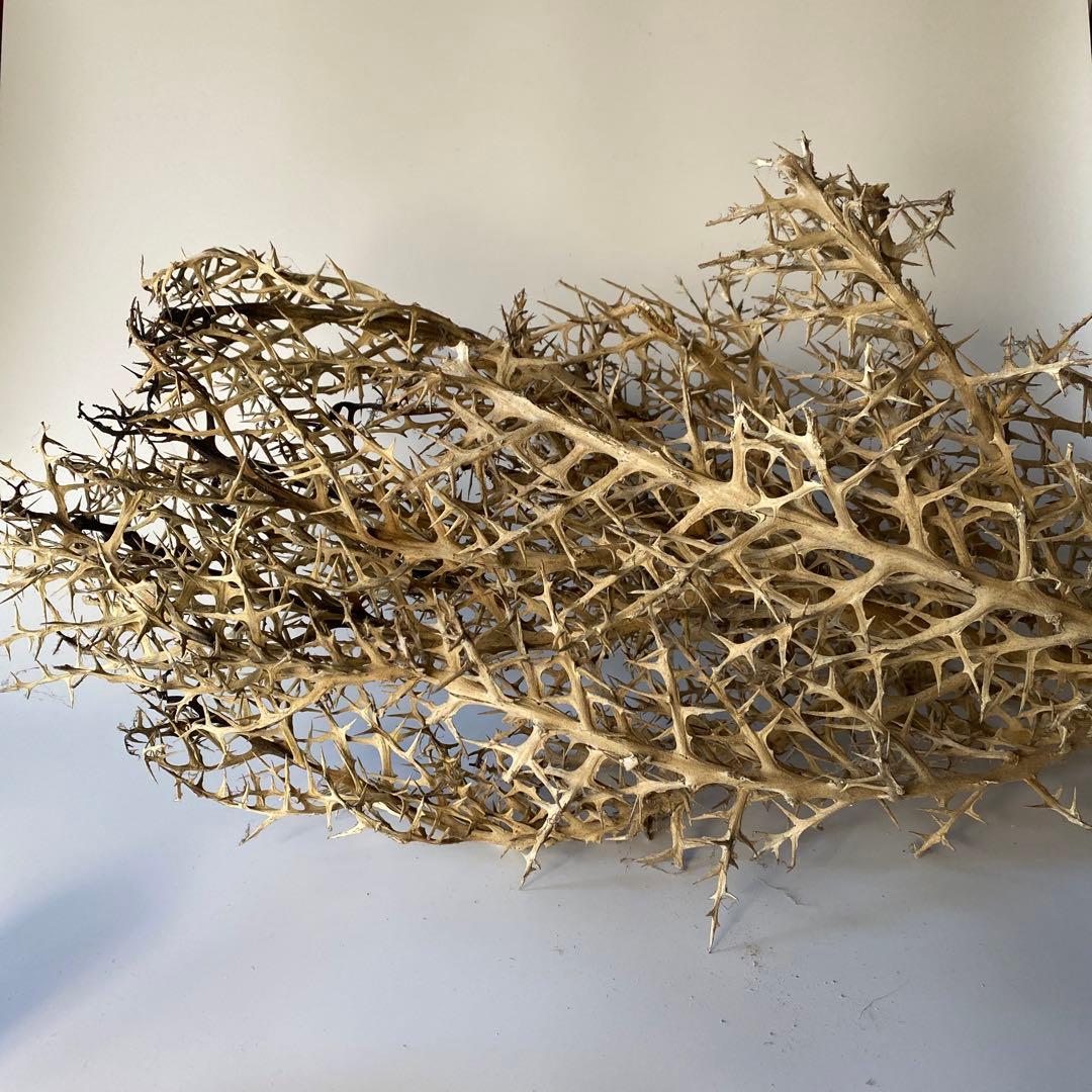 SOLSO FARM 植物 枯れ木 流木 オブジェ ユーフォルビア