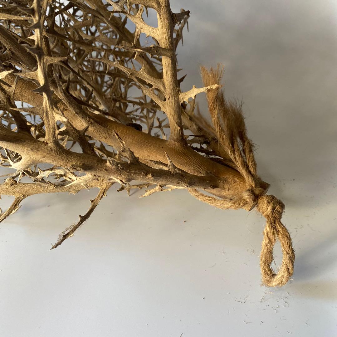 SOLSO FARM 植物 枯れ木 流木 オブジェ ユーフォルビア