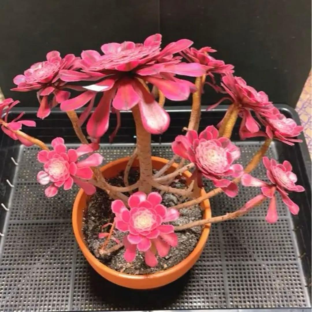 69#多肉植物アエオニウム錦❤️ガーネット白斑錦❤️1大頭12小頭32cm 鉢土付き