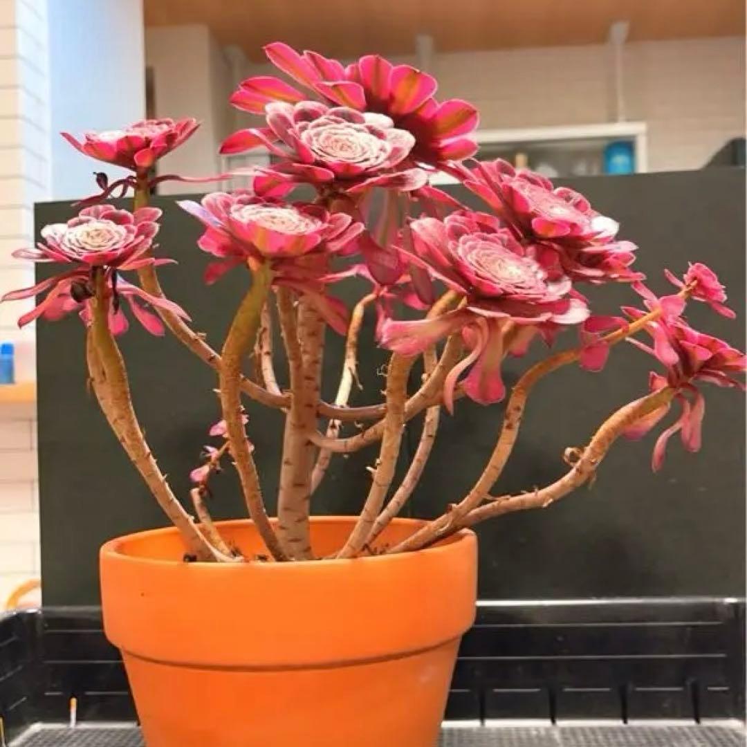 69#多肉植物アエオニウム錦❤️ガーネット白斑錦❤️1大頭12小頭32cm 鉢土付き