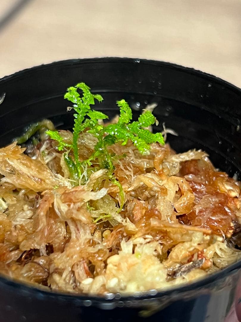 その他観葉植物 Selaginella sp. Borneo