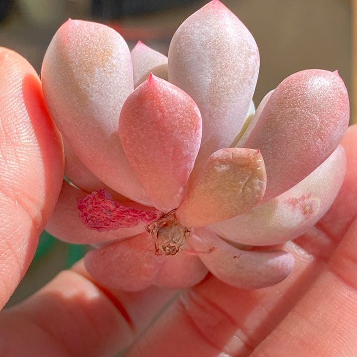 オレンジシャーベット
