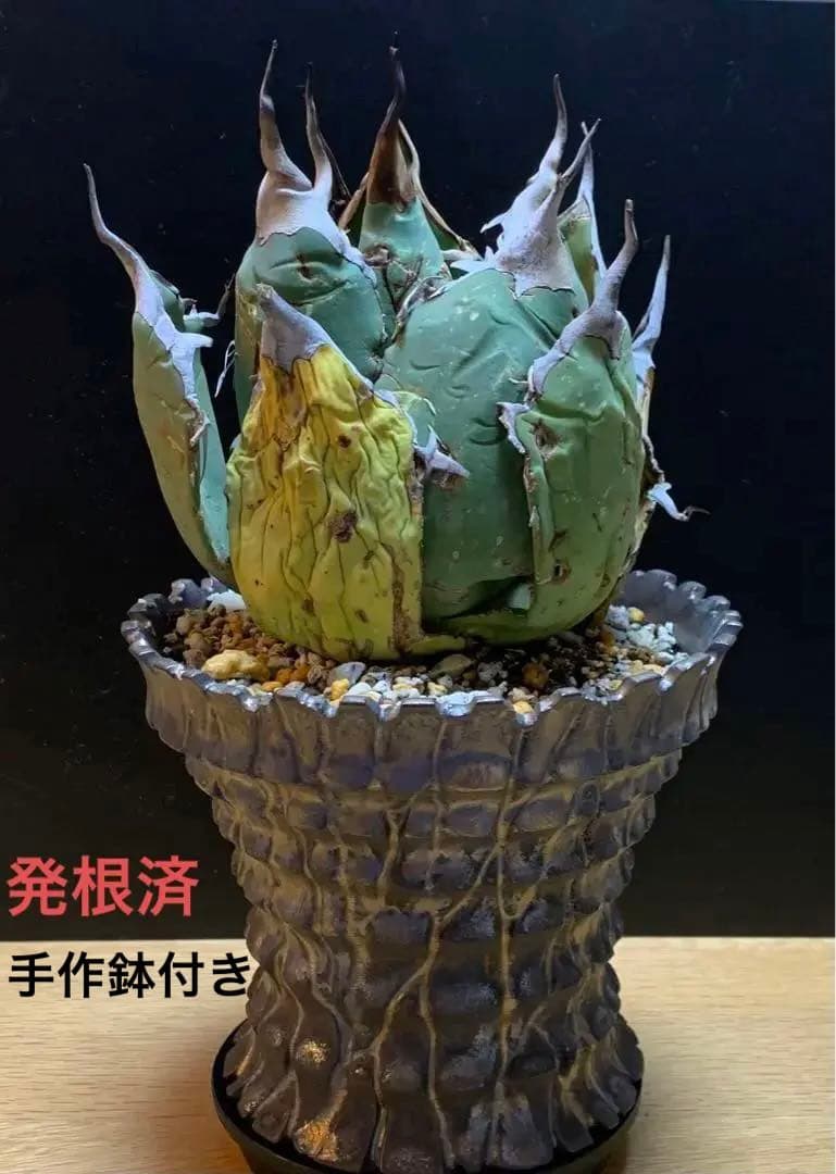【発根済】アガベ   オアハカ　オテロイ　現地球　絶品鋸歯　超希少株・うねり