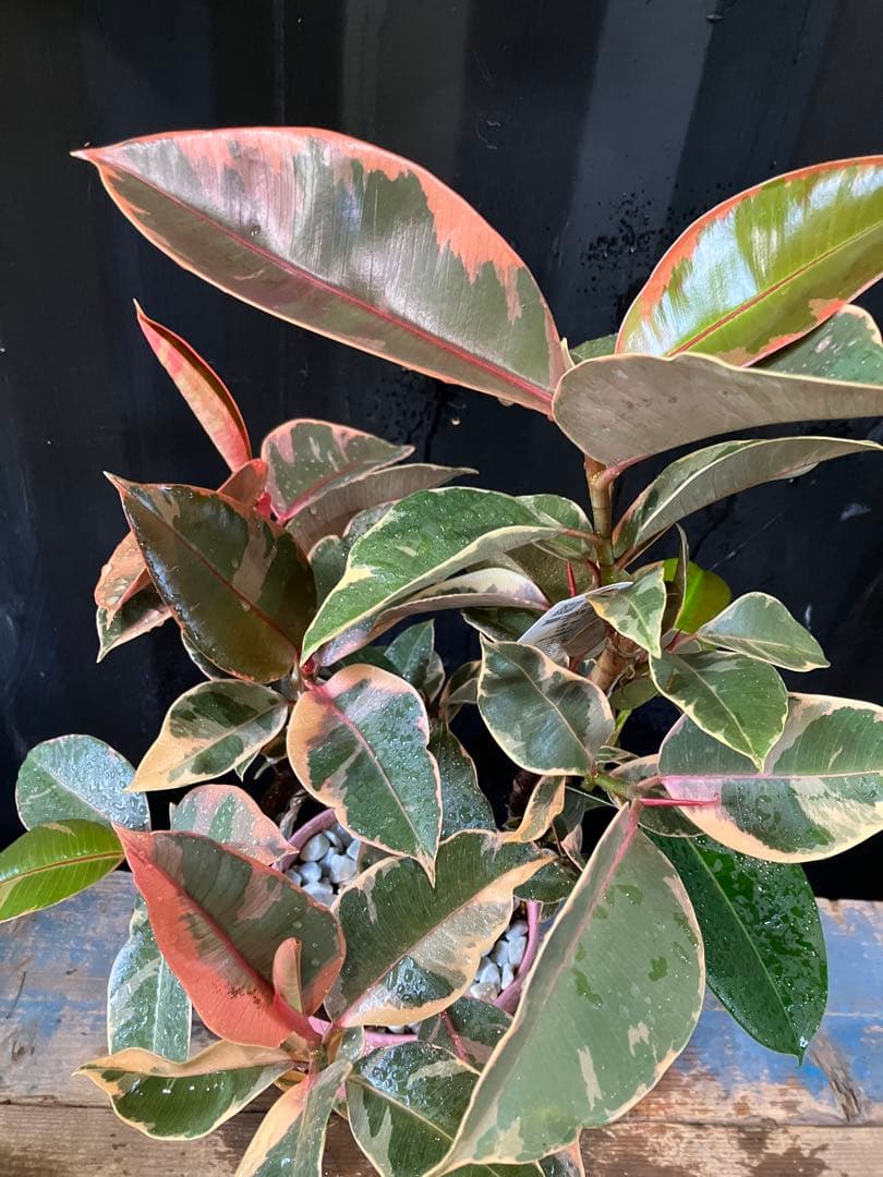人気品種❗️ フィカス　ルビー　ゴムの方　 観葉植物　プレゼント　お祝い