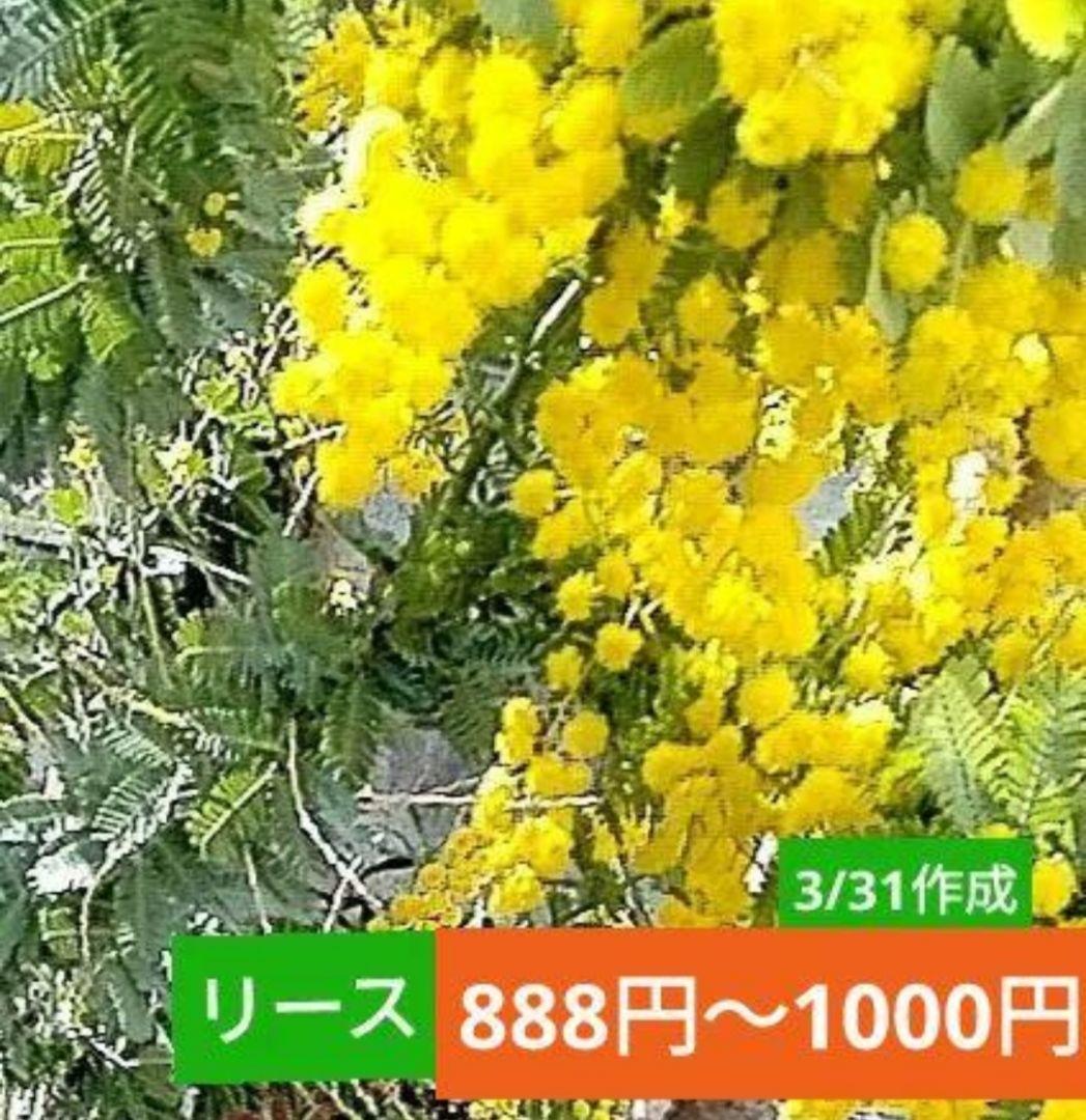 999円の予定　　ミモザリース