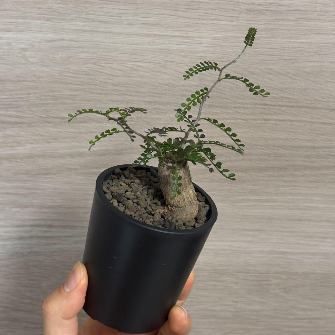 オペルクリカリア パキプス パワータンク根差し maceta鉢植え済み