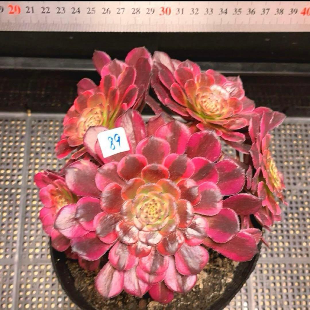 89#多肉植物アエオ錦❤️レッドゴールドスチール ❤️5大頭19cm拔き苗