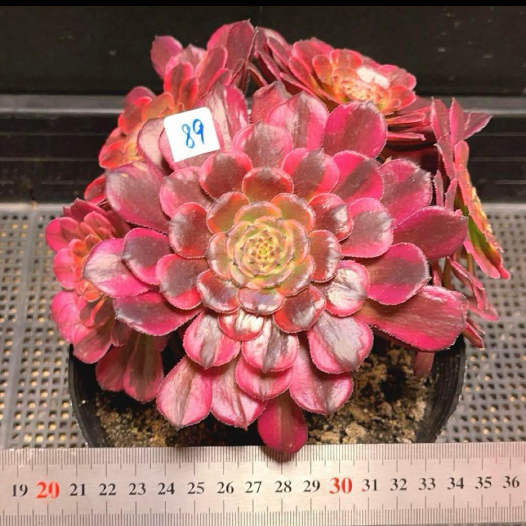 89#多肉植物アエオ錦❤️レッドゴールドスチール ❤️5大頭19cm拔き苗