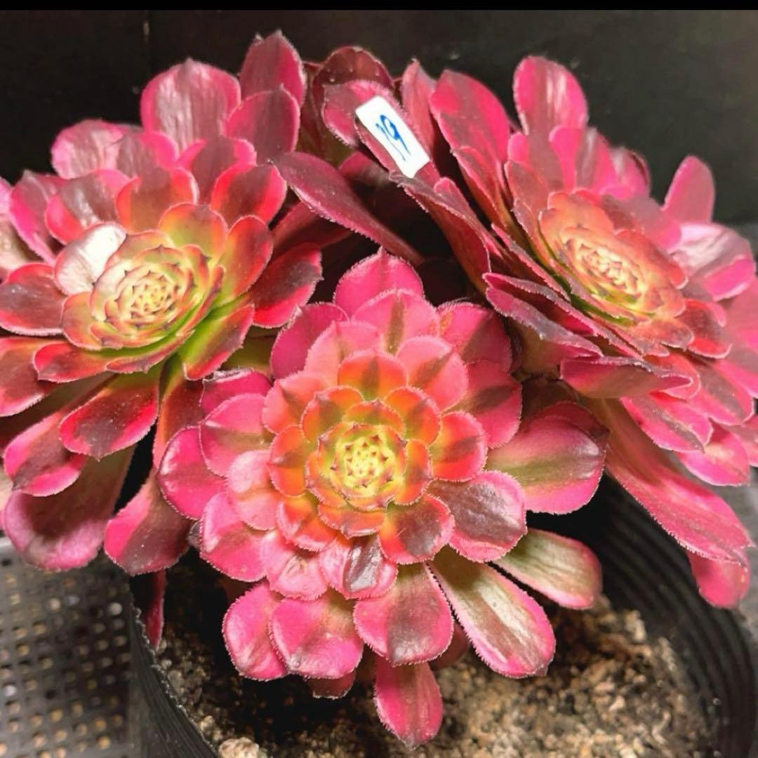 89#多肉植物アエオ錦❤️レッドゴールドスチール ❤️5大頭19cm拔き苗
