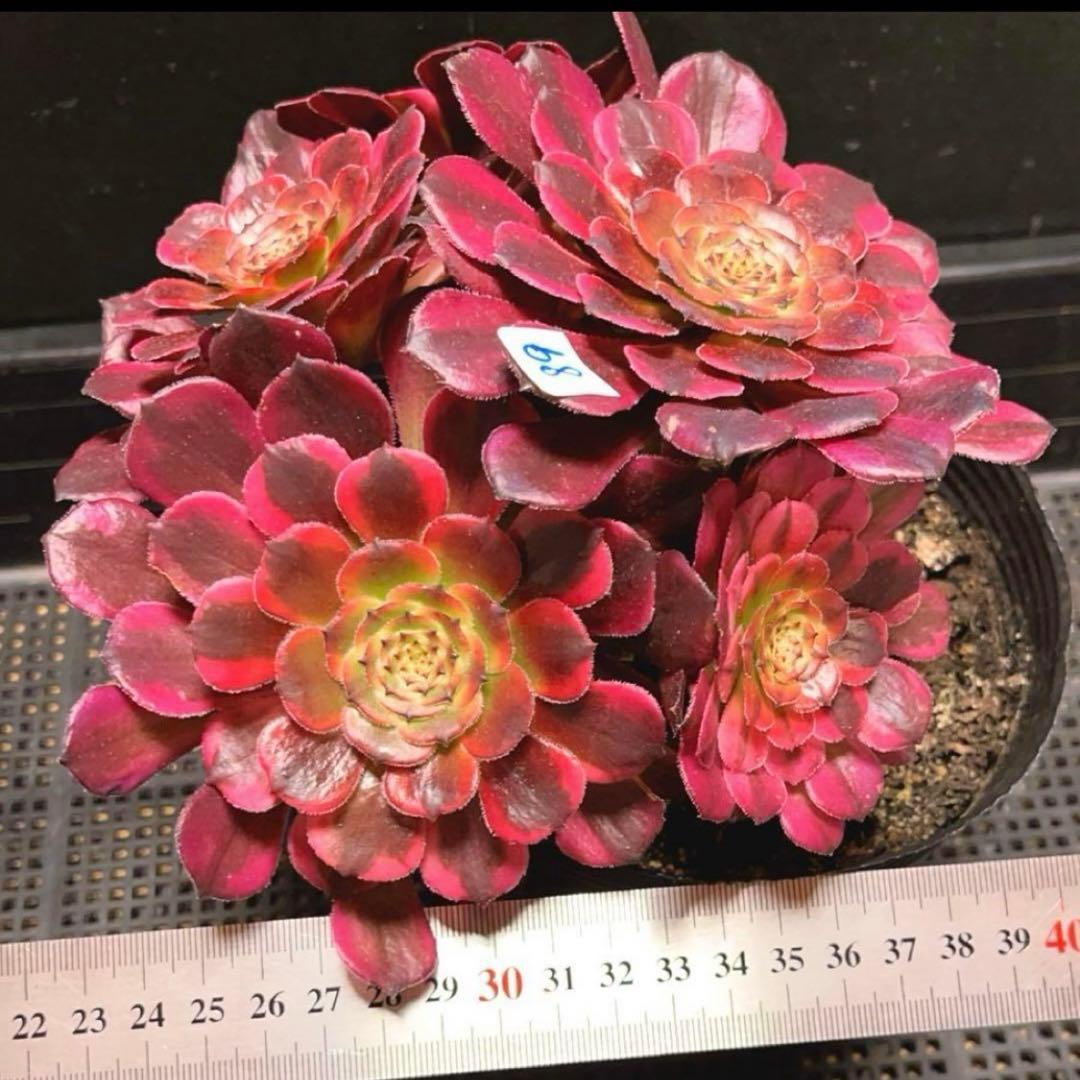 89#多肉植物アエオ錦❤️レッドゴールドスチール ❤️5大頭19cm拔き苗