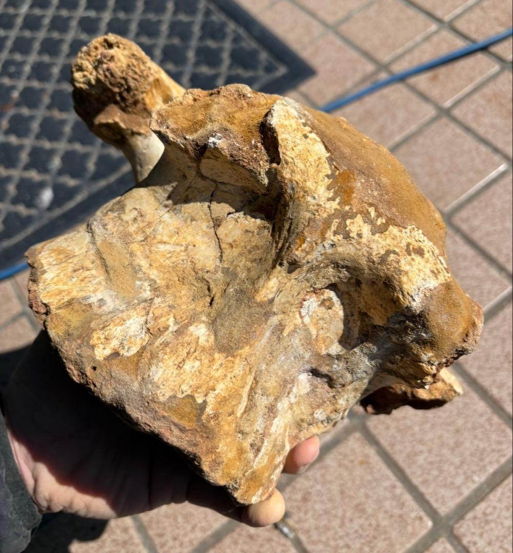 スピノサウルスの頸椎の化石　モロッコ　恐竜/ アロサウルス　ティラノサウルス
