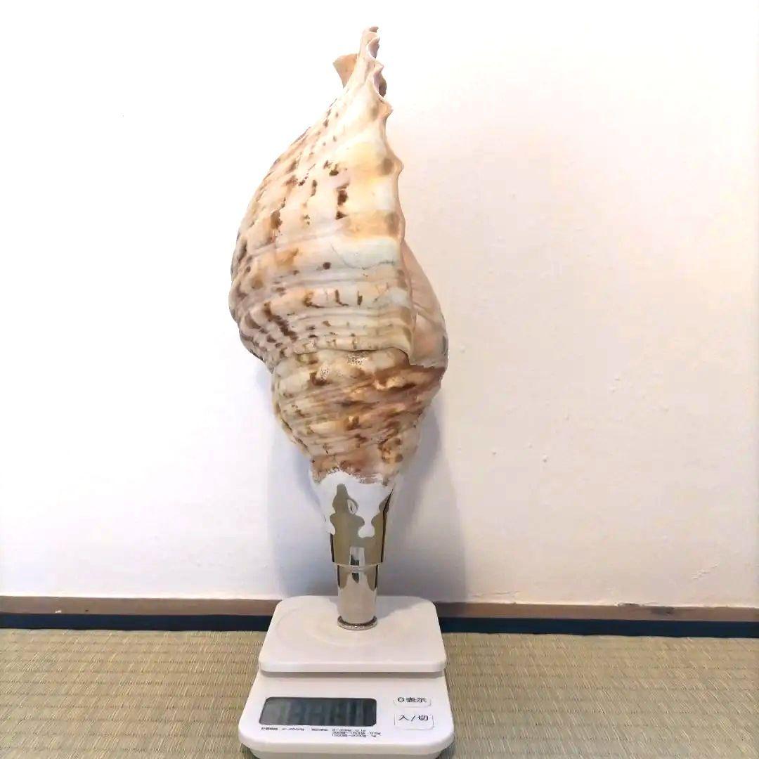 法螺貝②