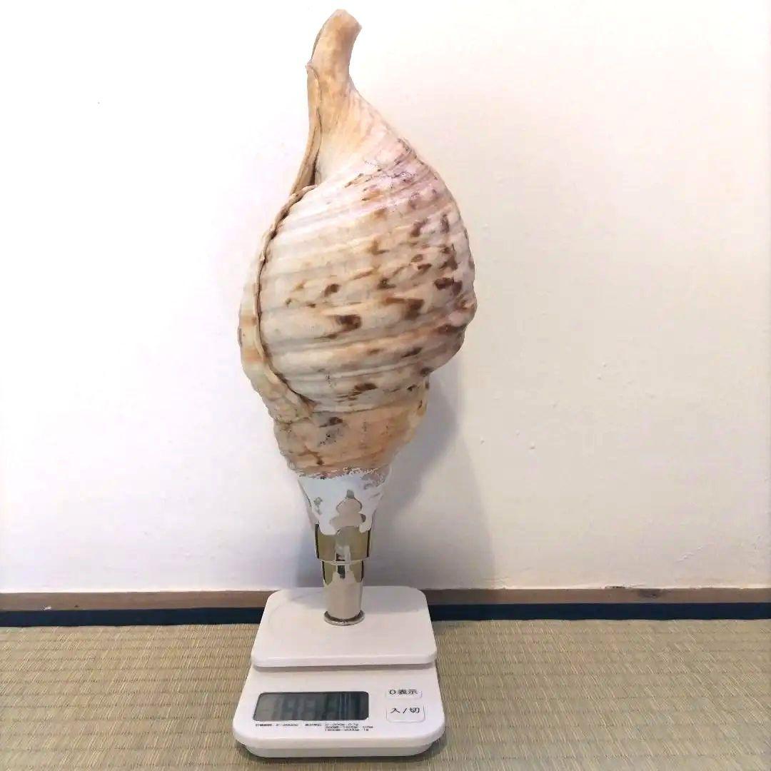 法螺貝②