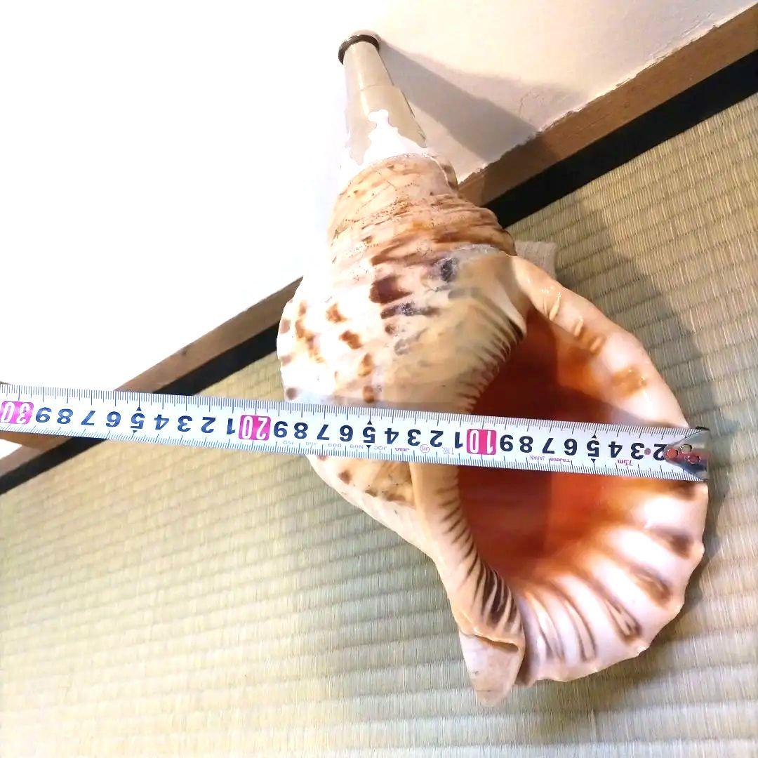 法螺貝②